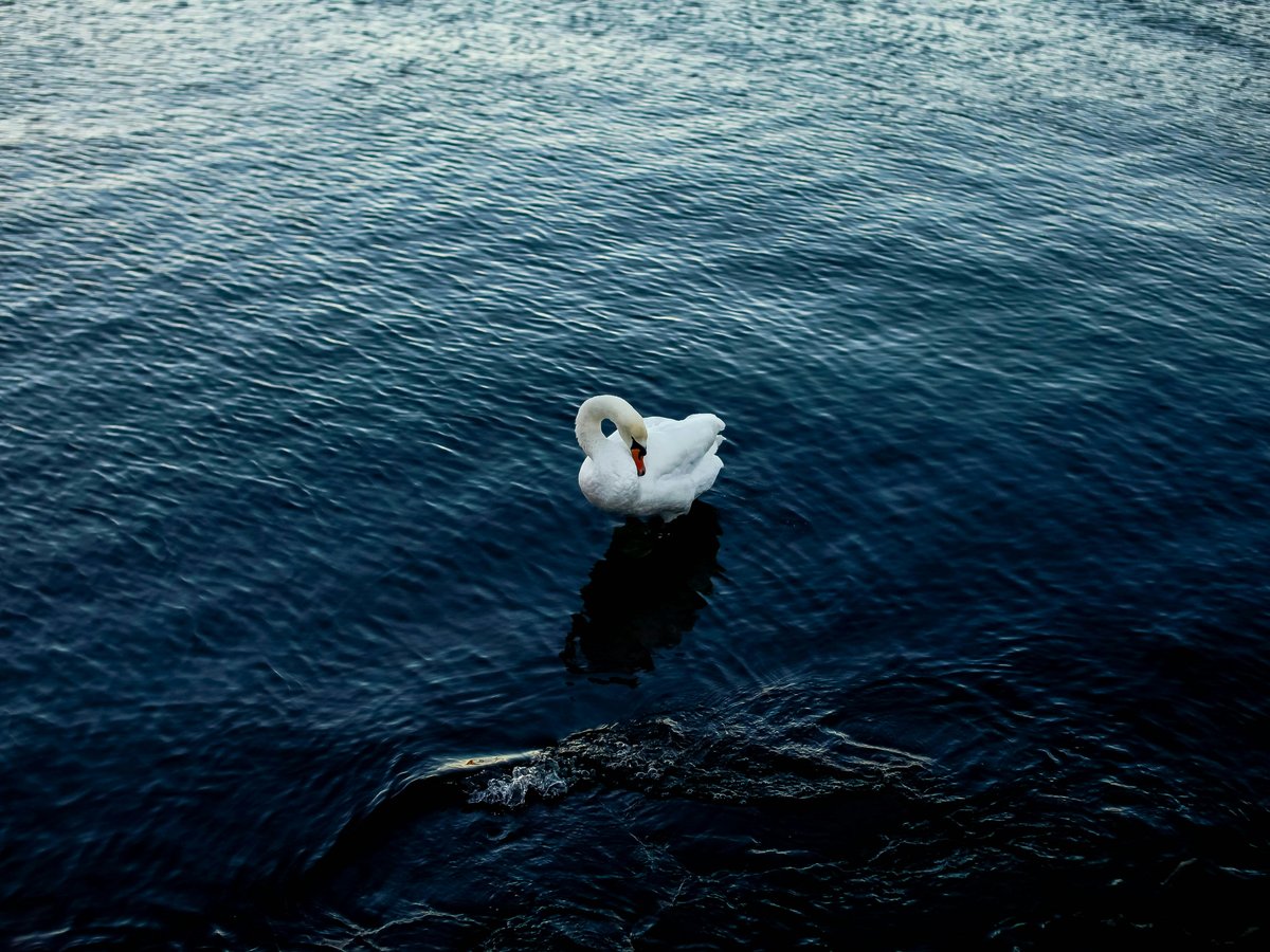 a white swan floating on top of a body of water