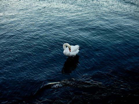 a white swan floating on top of a body of water