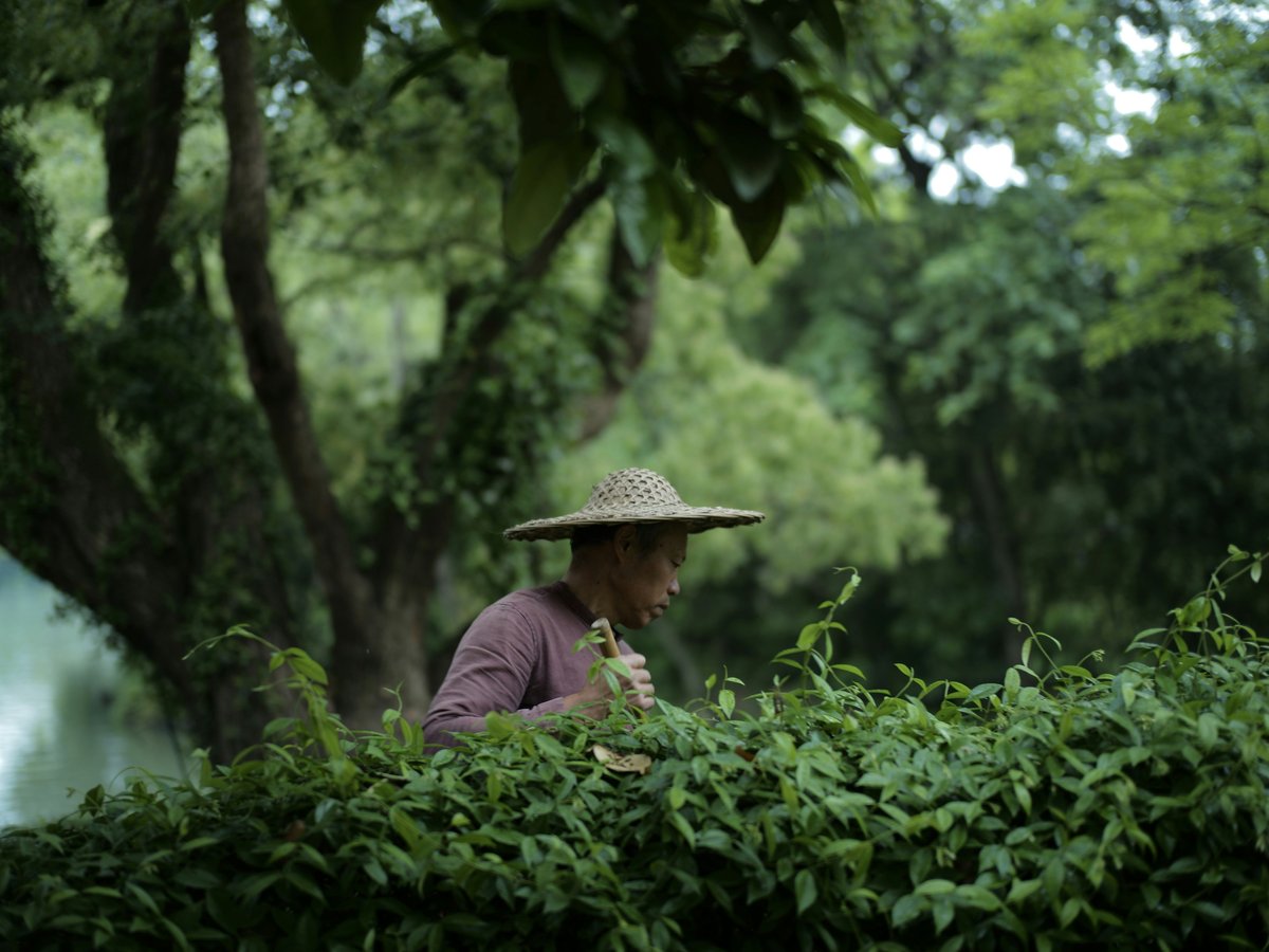 man in green long sleeve shirt wearing brown straw hat standing near green leaf plants during