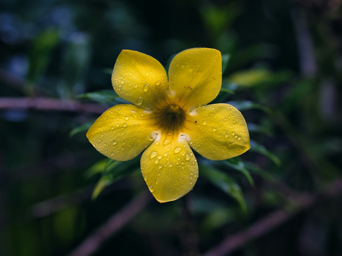 a yellow flower with a black center