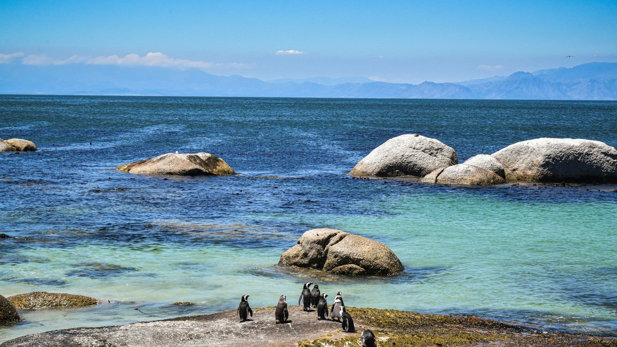 A waddle of African penguins gathers on a kelp-stained granite outcrop at Boulders Beach, turquoise shallows lapping round boulders while False Bay's mountains rise hazy beyond