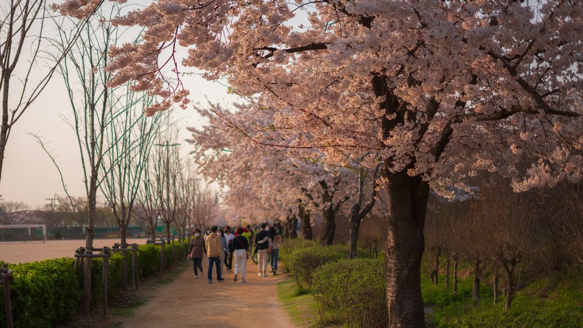 Seoulites stroll a riverside cherry-blossom path at golden hour, pink petals arching into a low tunnel as late sunlight warms the dusty trail into a soft pastel corridor