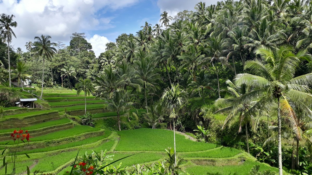 Stepped emerald rice terraces outside Ubud roll down past a thatched farmer's hut, fringed by tall coconut palms and flecks of red canna flowers under a soft tropical sky
