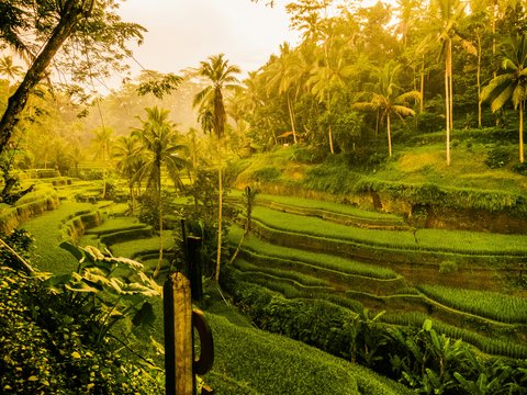 green grass field during daytime