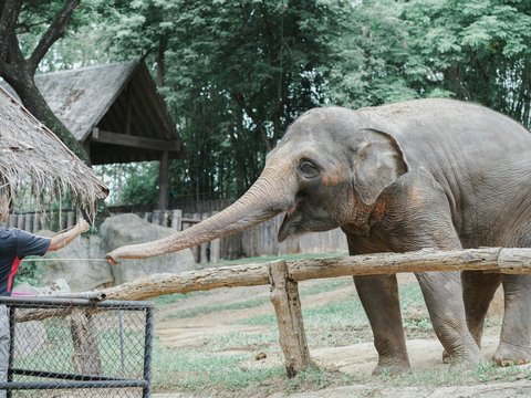 person reaching for elephant's trunk