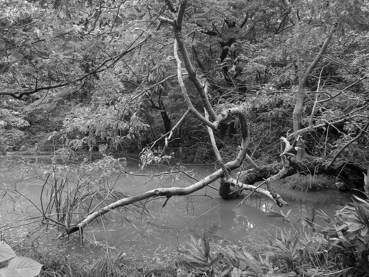 a tree in a swamp