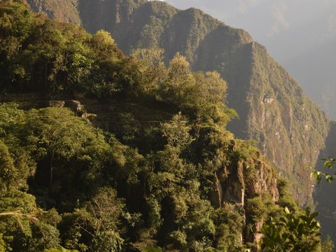 a mountain with trees on it