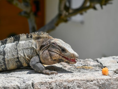 Iguana eating a small orange fruit on a rock wall.