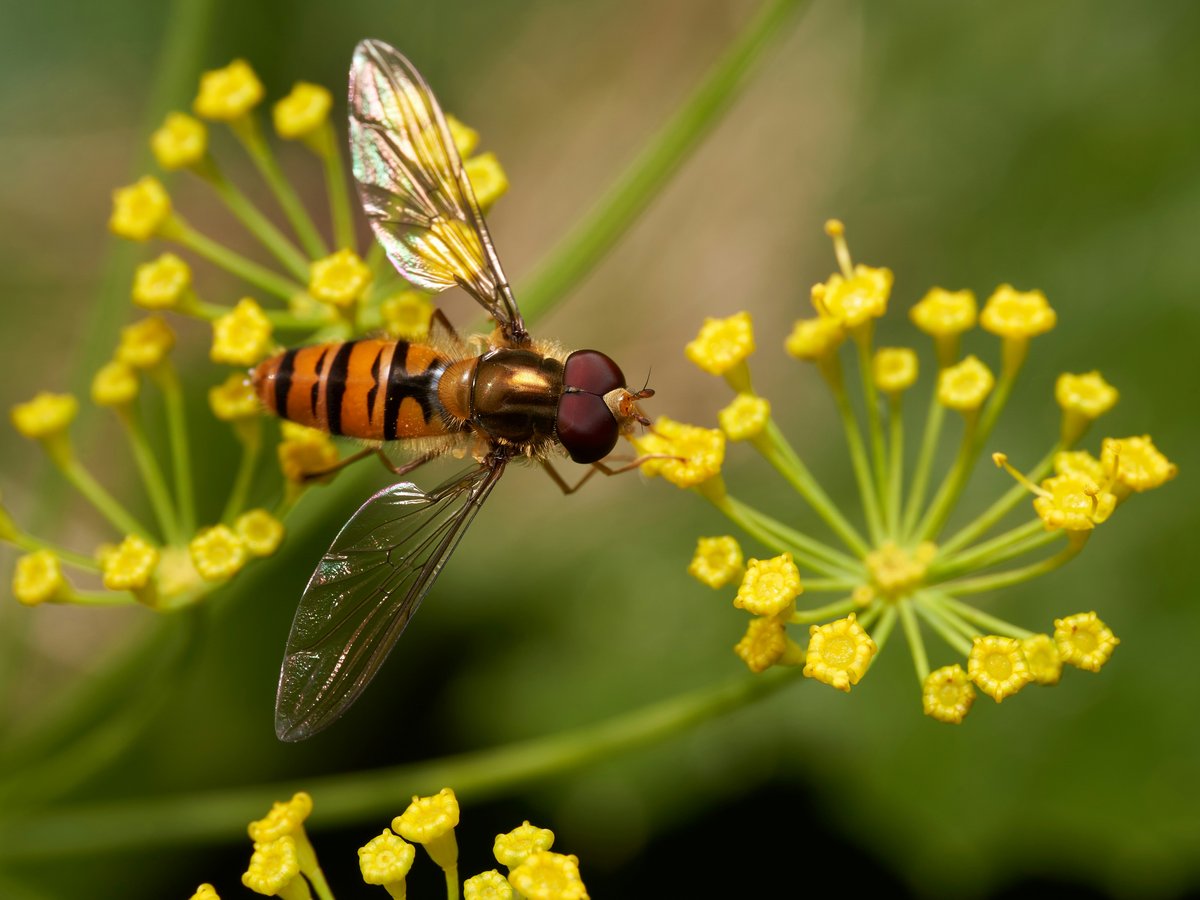 A close up of a fly on a flower