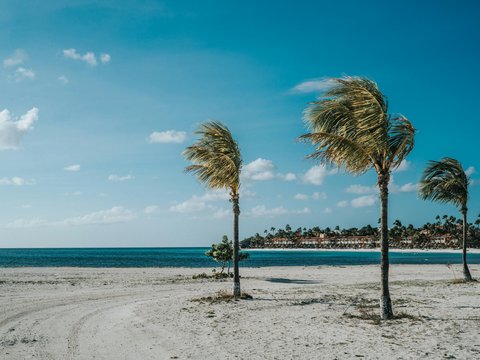 palm trees on beach shore during daytime