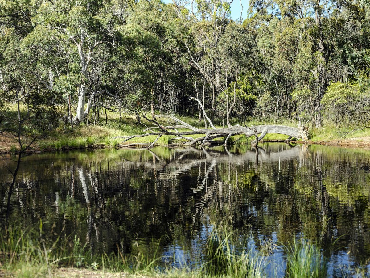 green trees beside river during daytime
