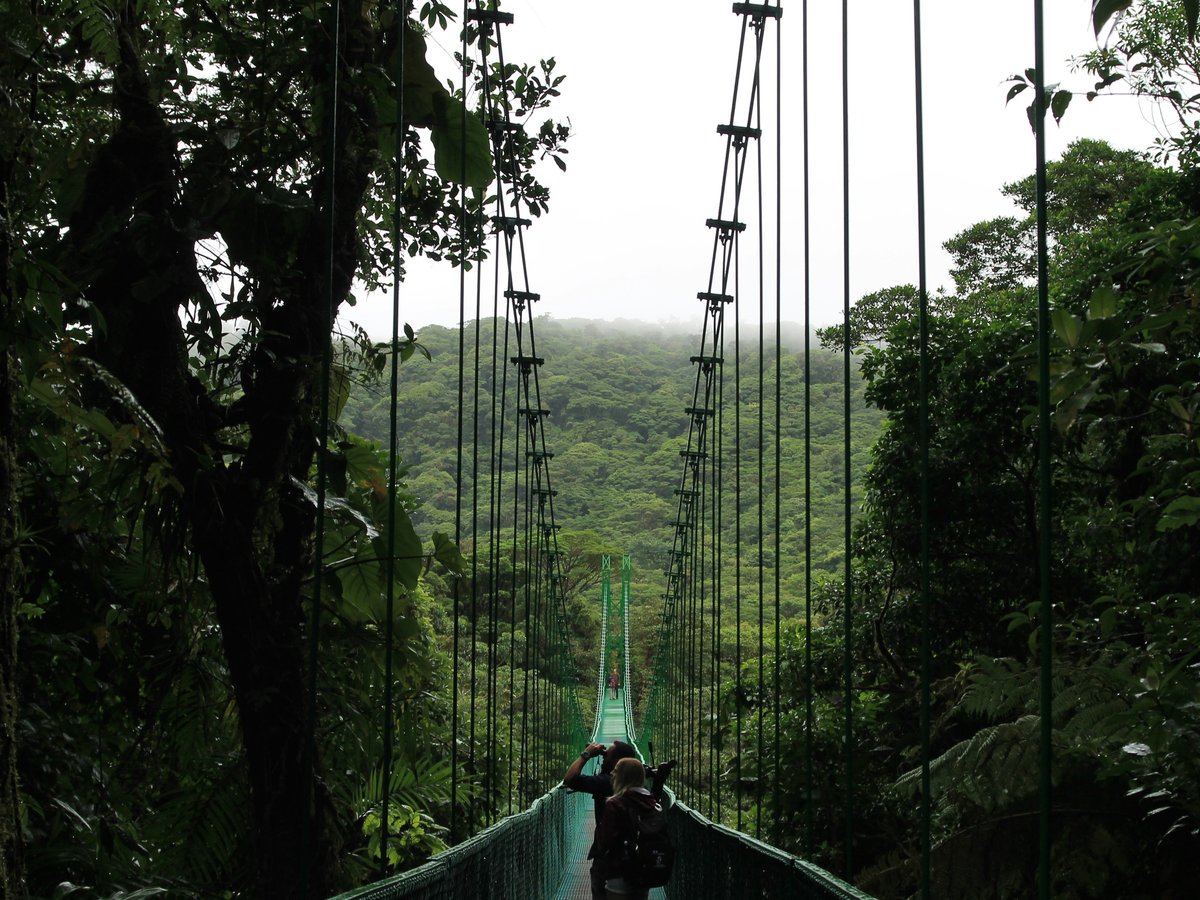 people walking on hanging bridge