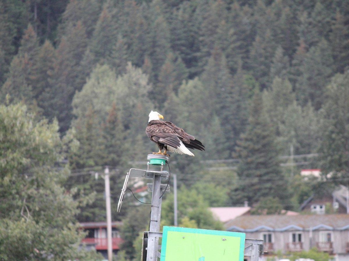 a bird sitting on a pole