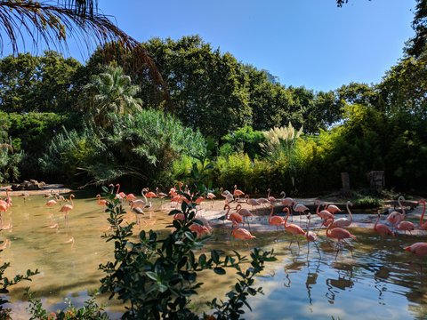 a group of flamingos are standing in the water