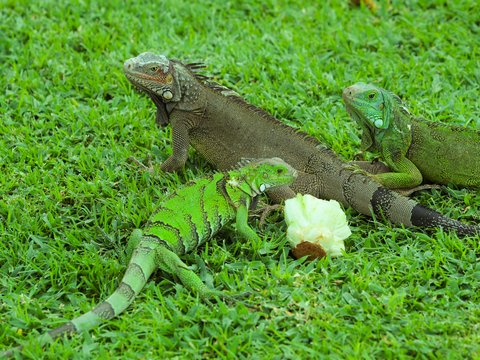 brown and green iguana on green grass