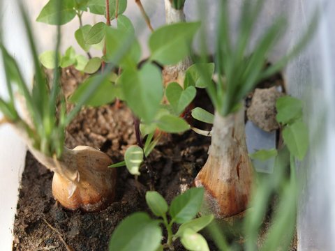 Onions growing in soil with green leaves.