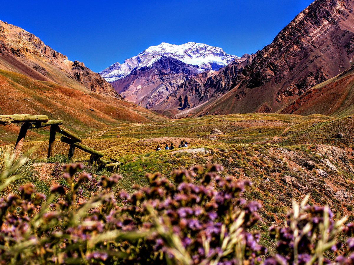 purple-petaled flowers near mountain during daytime