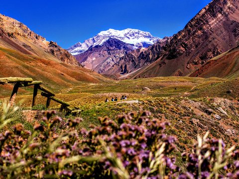 purple-petaled flowers near mountain during daytime