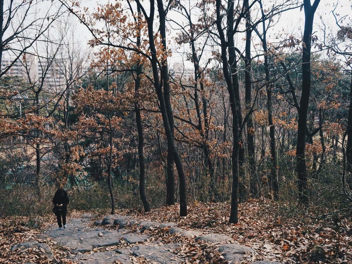 person walking surrounded with brown trees viewing high-rise buildings during daytime
