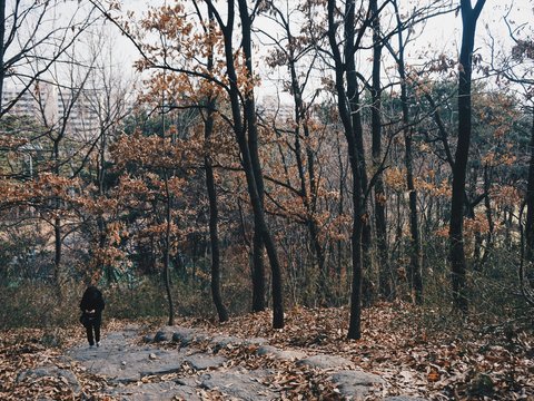 person walking surrounded with brown trees viewing high-rise buildings during daytime