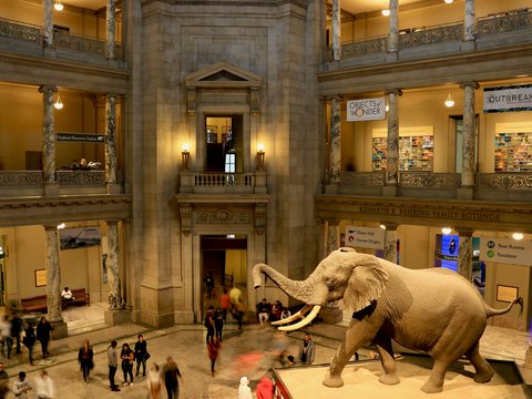an elephant statue in a museum