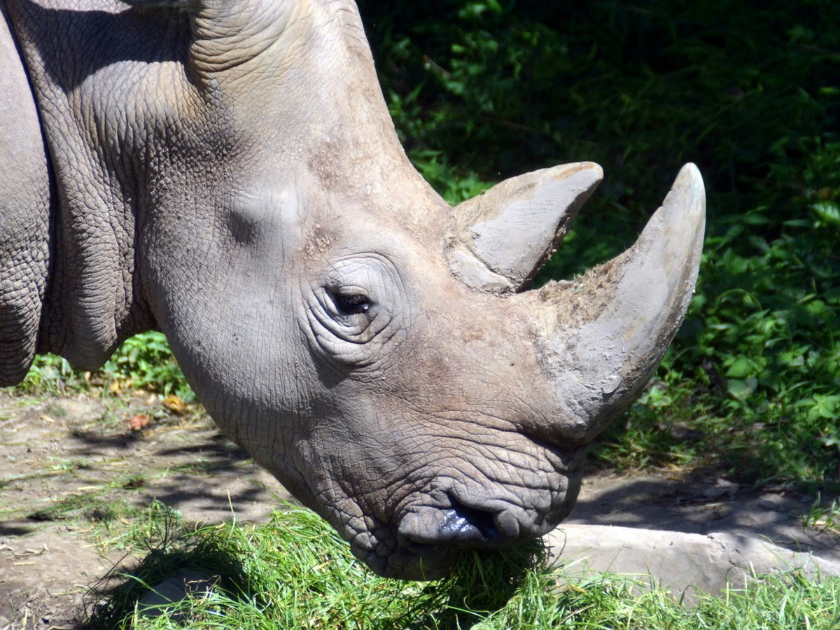 a close up of a rhino eating grass