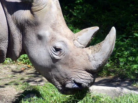 a close up of a rhino eating grass