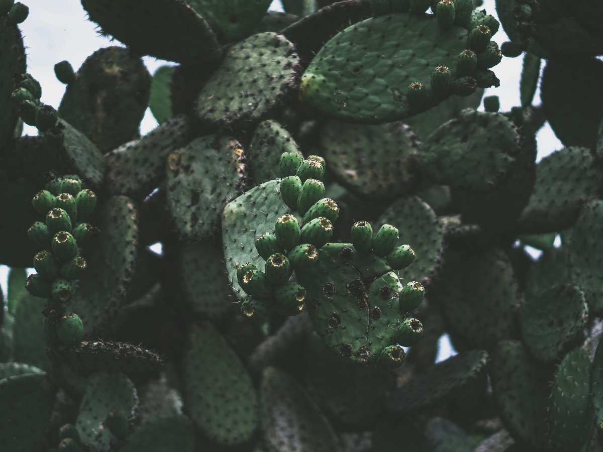 green cactus plant