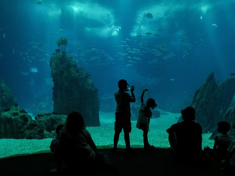 people looking at fish in water
