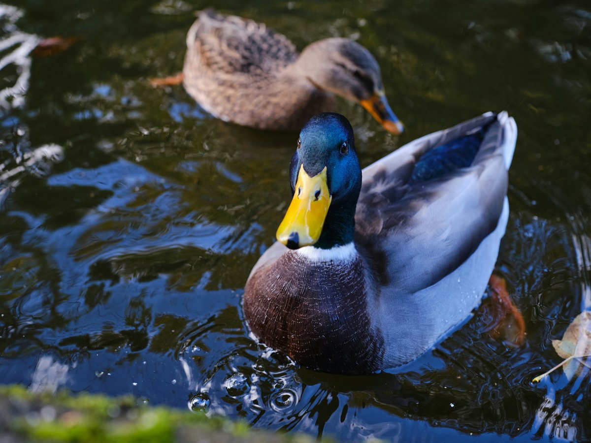 a couple of ducks floating on top of a lake