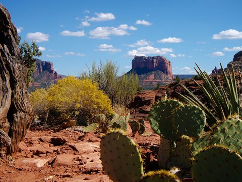 green cacti plant