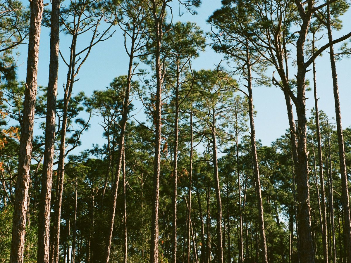 green trees under blue sky during daytime