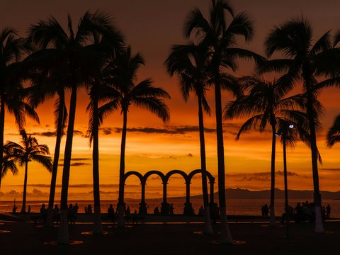 silhouette of palm trees near body of water during sunset