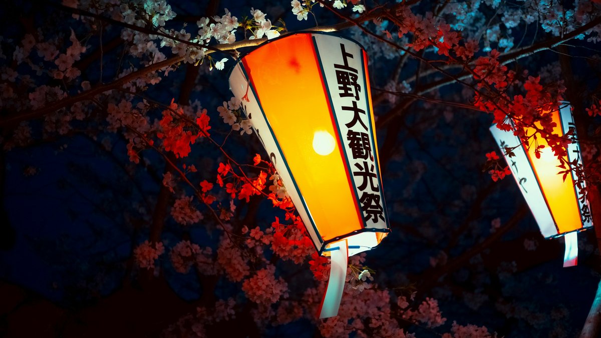 Paper chochin lanterns hang in a warm canopy beneath cherry blossoms at a hanami yozakura celebration, their soft glow turning the pink petals almost golden against the night