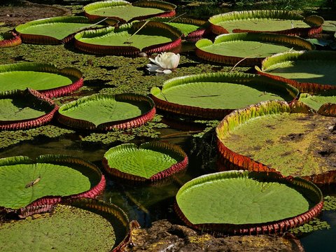 a group of lily pads floating on top of a pond