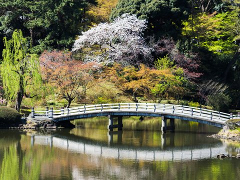 a bridge over a pond in a park