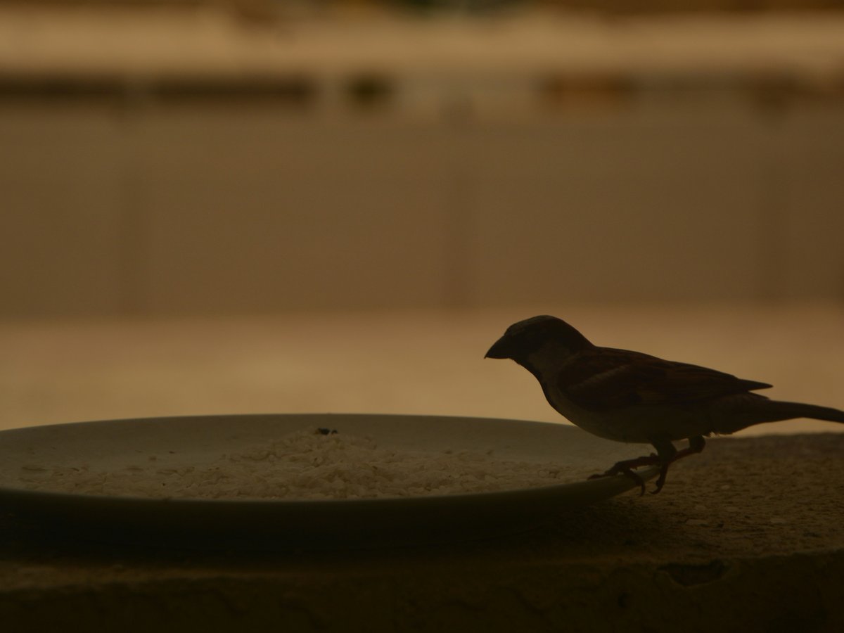 a bird walking on a concrete surface