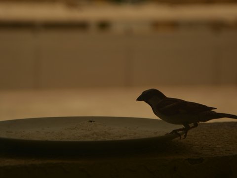 a bird walking on a concrete surface