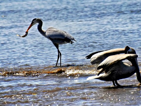 Heron catches fish while pelican forages in shallow water