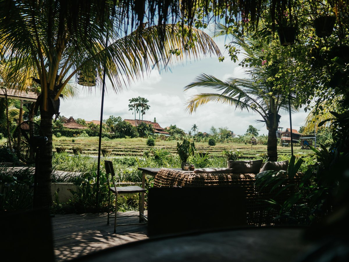 a view of a lush green field with palm trees