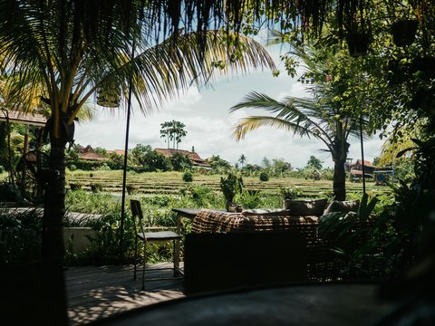 a view of a lush green field with palm trees