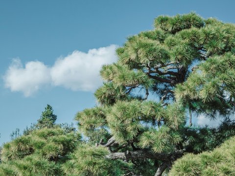 Pine trees against a bright blue sky