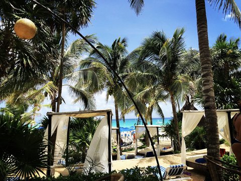 coconut tree near beach during daytime