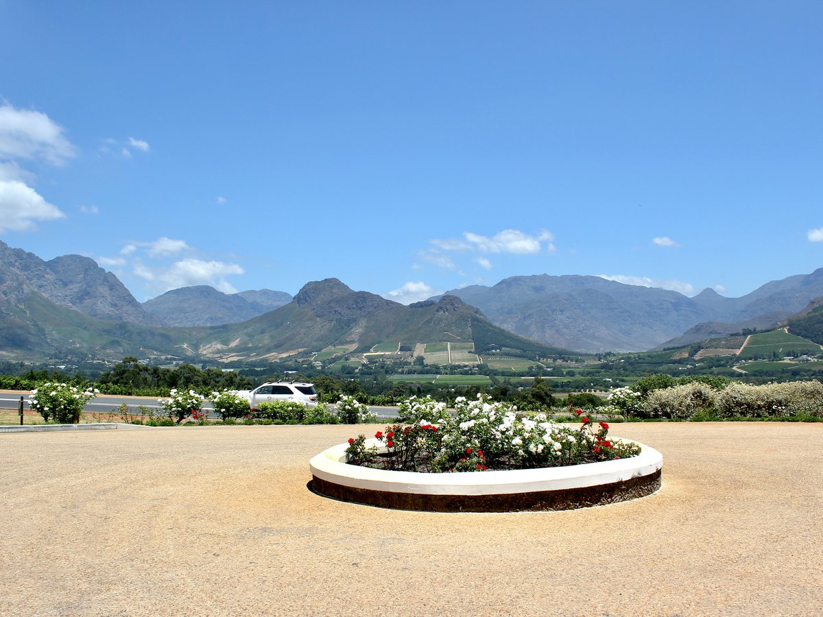 white-petaled flowers beside mountain during daytime