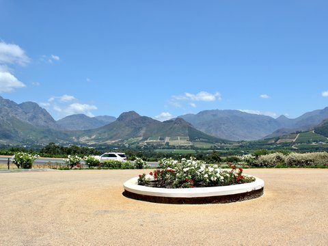 white-petaled flowers beside mountain during daytime