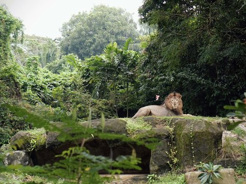 adult brown male lion lying on concrete platform near trees during daytime
