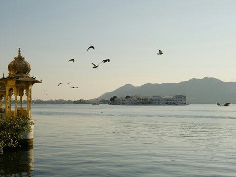a flock of birds flying over a body of water