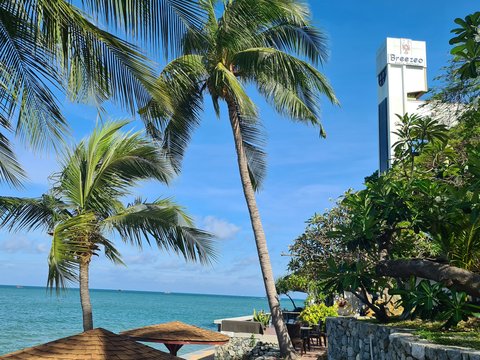 palm trees and a building by the water