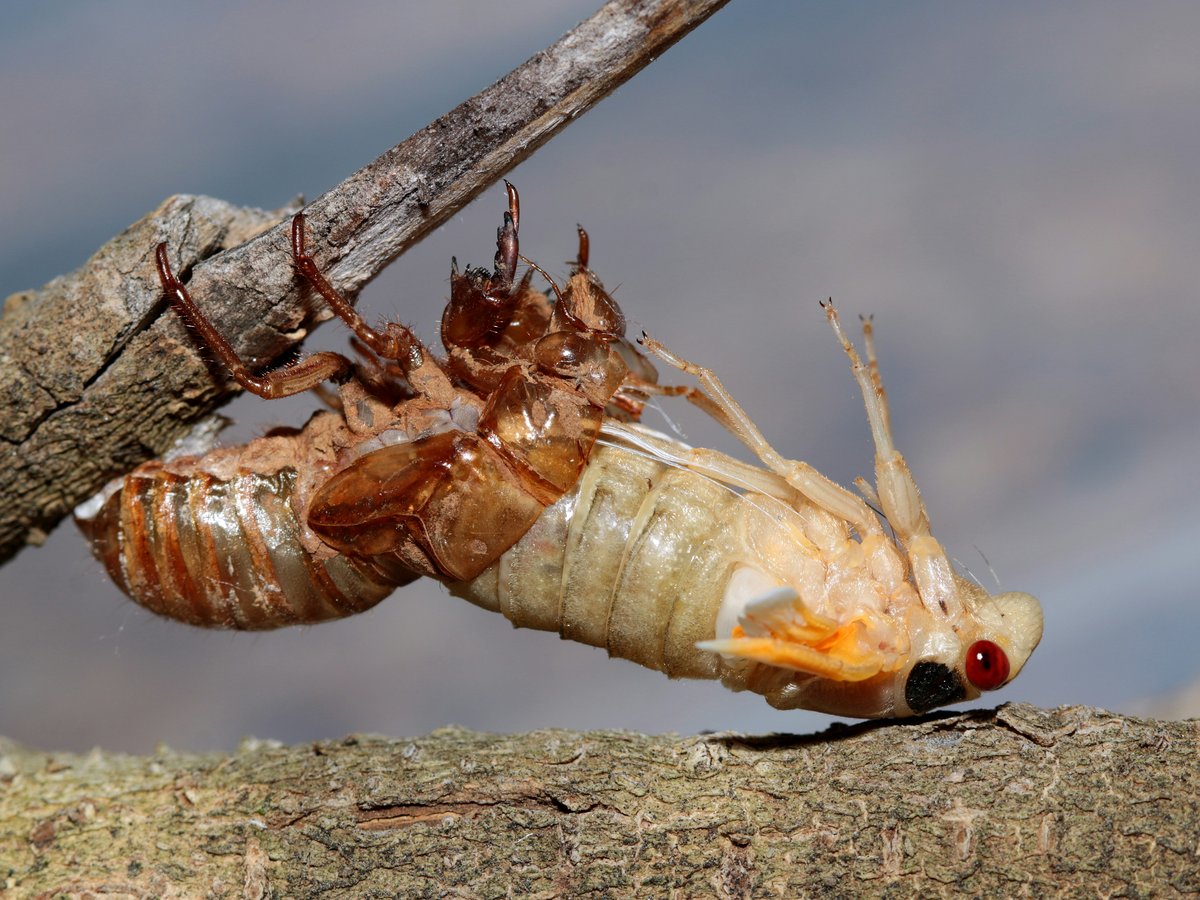 a close up of a bug on a tree branch