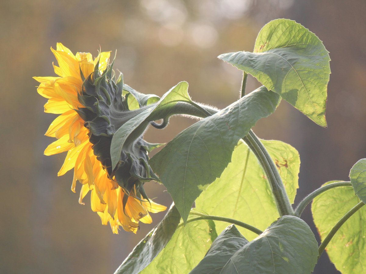 a yellow sunflower with green leaves in the sun